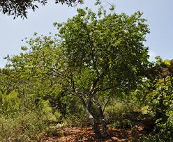 Image result for Prunus