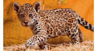 Some jaguars (and leopards) have markings that are so dense that the animals looks completely black. Differences Between Leopards Jaguars And Cheetahs Popsugar Pets