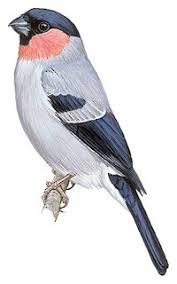 Image result for Pycreus fibrillosus