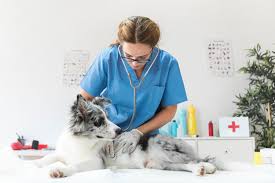 See if there's room for your small business, and why insurance for does your pet care services business stand a chance? 9 Types Of Pet Care Professions