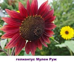 Selain bentuknya yang mirip matahari, bunga matahari juga. Apa Nama Bunga Yang Bentuknya Mirip Bunga Matahari Reproduksi Dan Penanaman Bunga Matahari Dekoratif Khasiat Yang Berguna Dari Madu Bunga Matahari