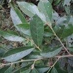 Image result for Antidesma membranaceum