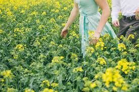 Stockton, ca (sck) stony river, ak (srv). Lovers Holding Hands On Spring Flowers Field Stock Image Image Of Female Hands 40150187