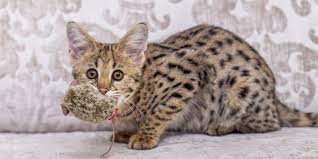 As a result, the savannah cat's ears are remarkably large and high on the head. Savannah Cat F1 F2 F3 F4 F5 Serval And Domestic Cat Mix
