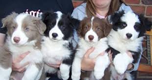 Border Collie Black And Brown Dogs Border Collie Puppy Pictures Photos Pics Collie Puppies Collie Puppies For Sale Border Collie Puppies