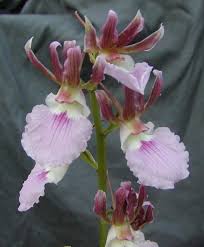 Image result for Eulophia guineensis
