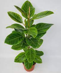 Ficus Altissima Asian Council Tree In 21 Cm Pot Cambridge Bee