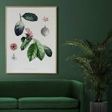 Image result for Pentadiplandra brazzeana