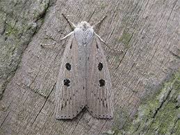 Image result for Chilodes maritima