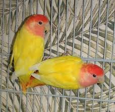 Opaline Lutino Rosy Clasf Love Birds Opaline Birds