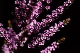Chamelaucium Flower Recipe Best Flower Wallpaper