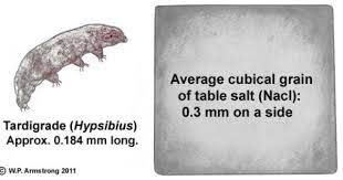 We've put together some additional information that can help you learn more about what ip addresses are, what domains. The Size Of A Typical Tardigrade As Measured Next To An Average Grain Of Salt Tardigrade Grain Of Salt Grains