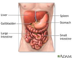 (a work in progress.) choose from four ways to enter this reference Abdominal Exploration Series Normal Anatomy Medlineplus Medical Encyclopedia