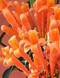 Image result for Pyrostegia