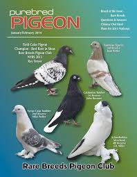 Pigeon Magazine Show Pigeons Performing Pigeons Racing