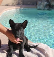 German shepherd puppies for sale. Oma Solid Black German Shepherd Female Puppy For Sale