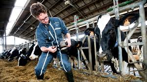 Trois anges sont venus ce soir. Dans Nos Campagnes Les Veterinaires Sont Ils En Voie De Disparition