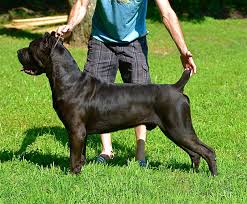 Find cane corso in canada | visit kijiji classifieds to buy, sell, or trade almost anything! Pin On Web Pixer