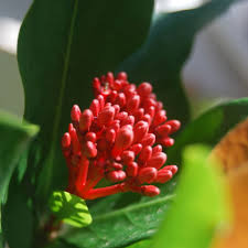 Image result for Ixora sp. A
