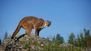 Maybe you would like to learn more about one of these? Mountain Lions The Humane Society Of The United States