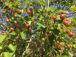 Image result for Maprounea