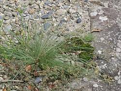 Image result for Bulbostylis