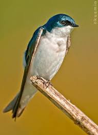 Tree Swallow Tachycineta Bicolor Kirlangic