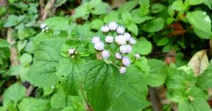 Image result for Ageratum conyzoides