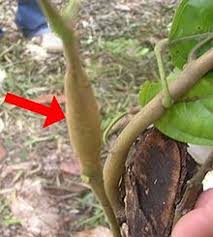 Cocoa pest and disease management in southeast asia and australasia. Cacao Swollen Shoot Virus Wikipedia