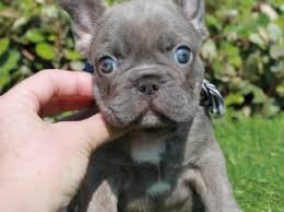 5,246 likes · 42 talking about this · 4 were here. Female French Bulldog For Sale Frenchieforsale Com