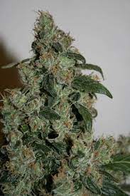 International shipping available and seeds for free with every order! Verkauf Von Regularen G13 Haze Hanfsamen Von Mr Nice Seeds