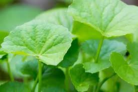 Centella asiatica atau disebut juga daun oegagan tapak kuda adalah tanaman liar (gulma) yang banyak manfaatnya dan bisa. Pegagan Potensi Menyembuhkan Luka Satu Harapan