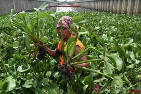 Hasil gambar untuk Teknologi Pengendalian Eceng Gondok di Perairan Umum