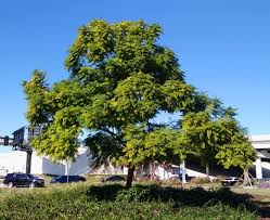 Image result for Jacaranda mimosifolia