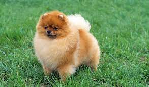 Pomeranian Breed Information