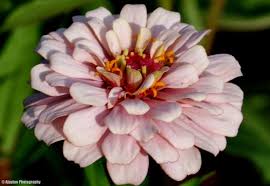 Zinnia Light Pink Ajaytao Zinnias Light Pink Flowers Light Pink