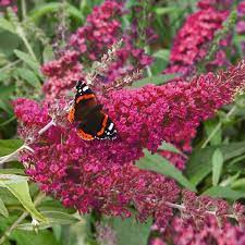 90 Buddleja Buzz Velvet Live Plants Plugs Garden Home Patio Planters 270 Buddleja Butterfly Bush Plants Dwarf Butterfly Bush