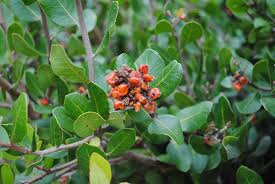 Check spelling or type a new query. Rhus Integrifolia Wikipedia