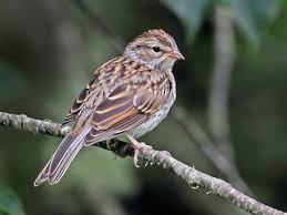 Image result for Microcharis asparagoides