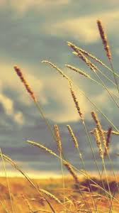 Wallpapers for theme wheat field with cypresses. Wallpaper Vincent Van Gogh Wheat Field With Cypresses Wheat Field With Cypresses 1920x1080 Wallpaper Teahub Io