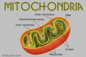 The Fascinating World Of Cell Organelles And Their Functions Organelles Cell Organelles Cells Project