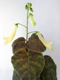 Image result for Smithia erubescens