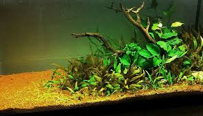 As well as other sri lanka crypts, c. Crypt And Anubias Tank Freshwater Aquarium Plants Planted Aquarium Freshwater Aquarium Fish