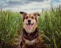 Hospital in with addresses, phone numbers, and reviews. Veterinarians Livonia Mi Arbor Pointe Veterinary Hospital