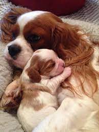 (crf) we have been saving cavaliers since 2000, placing hundreds of cavalier king. Beautiful New Litter Has Arrived Robbie S Cavaliers