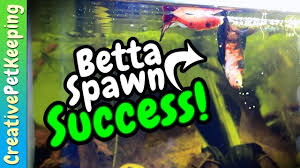 Koi Betta Breeding Success Part 3 Betta Breeding Koi Betta Betta