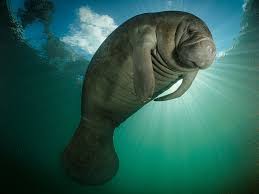 Generally, the intestines are about 45 meters, unusually long for an animal of the manatee's. Manaties Cuando La Cosa Se Pone Fea