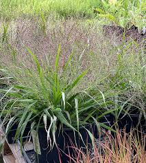 Image result for Eragrostis
