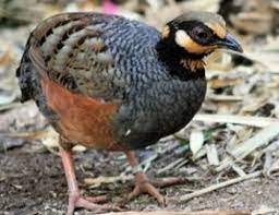 Maybe you would like to learn more about one of these? Burung Puyuh Hutan Mari Kita Mengenal Habitat Makanan Dan Ciri Cirinya Belajar Beternak