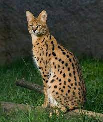 serval chat sauvage africain animaux rares felin felin sauvage